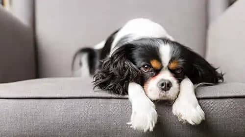 Upholstery Cleaning service image